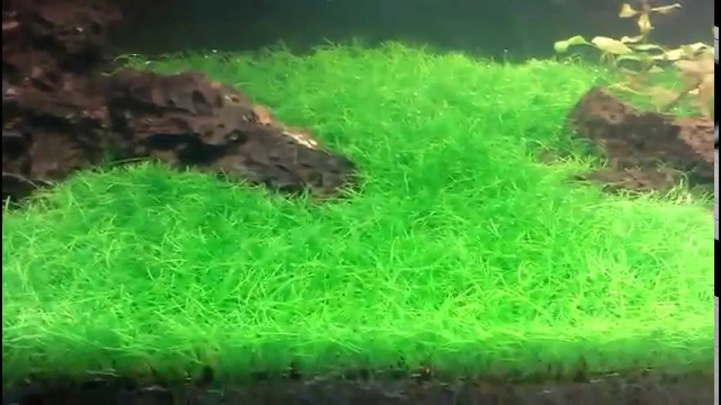 Dwarf Hairgrass Live Aquarium Plant