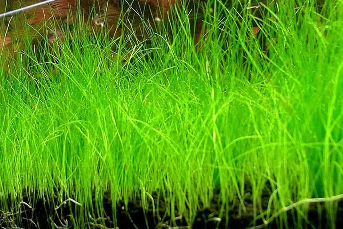 Dwarf Hairgrass Live Aquarium Plant