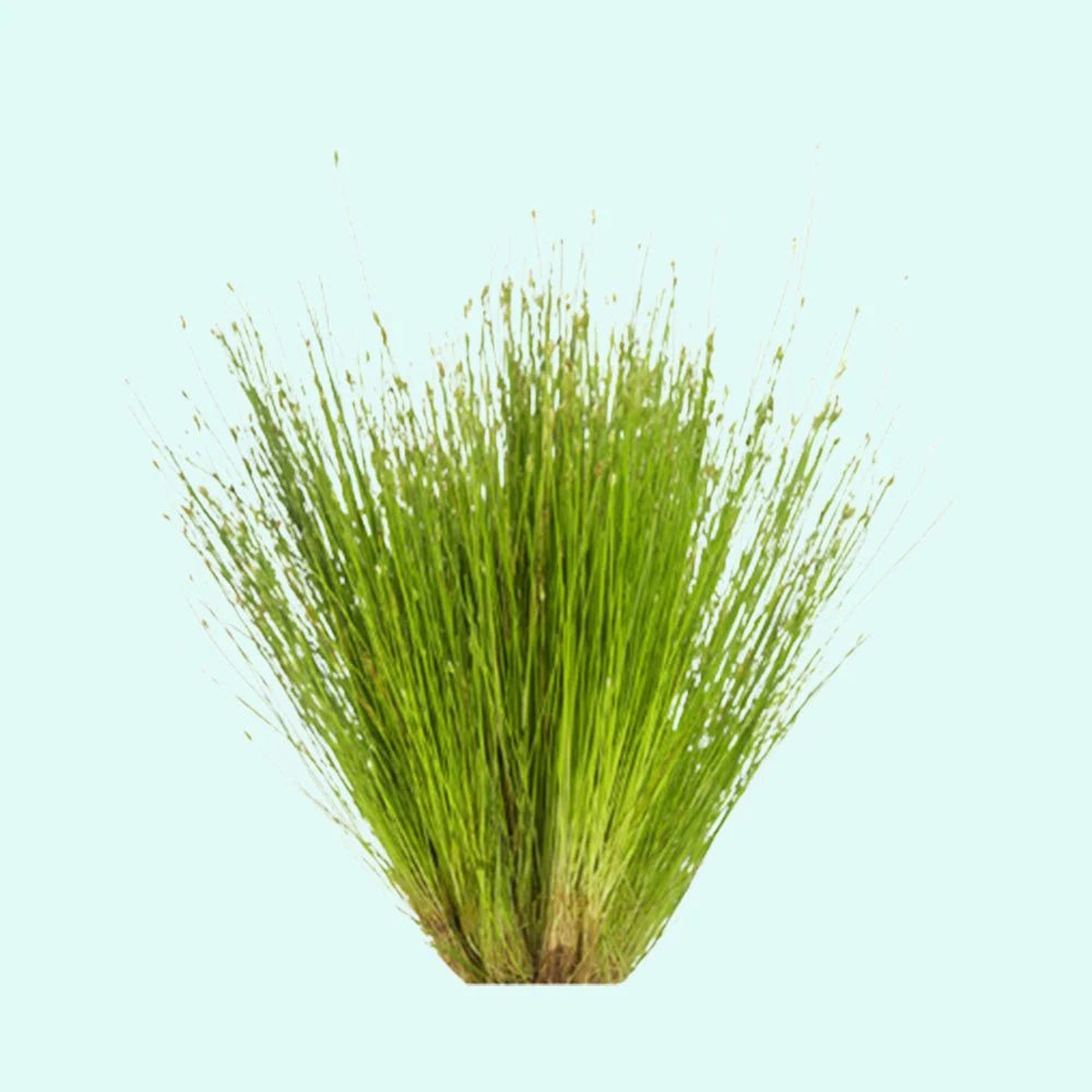 Dwarf Hairgrass Live Aquarium Plant