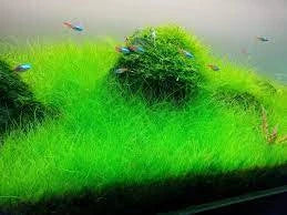 Dwarf Hairgrass Live Aquarium Plant