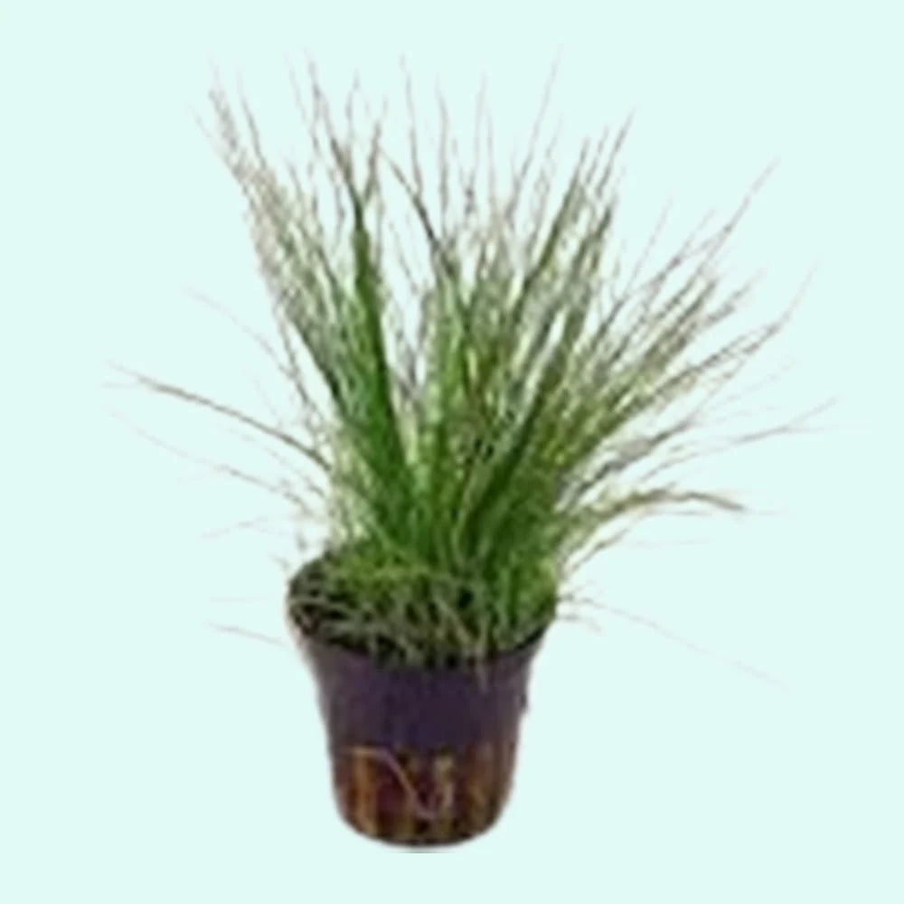 Dwarf Hairgrass Live Aquarium Plant