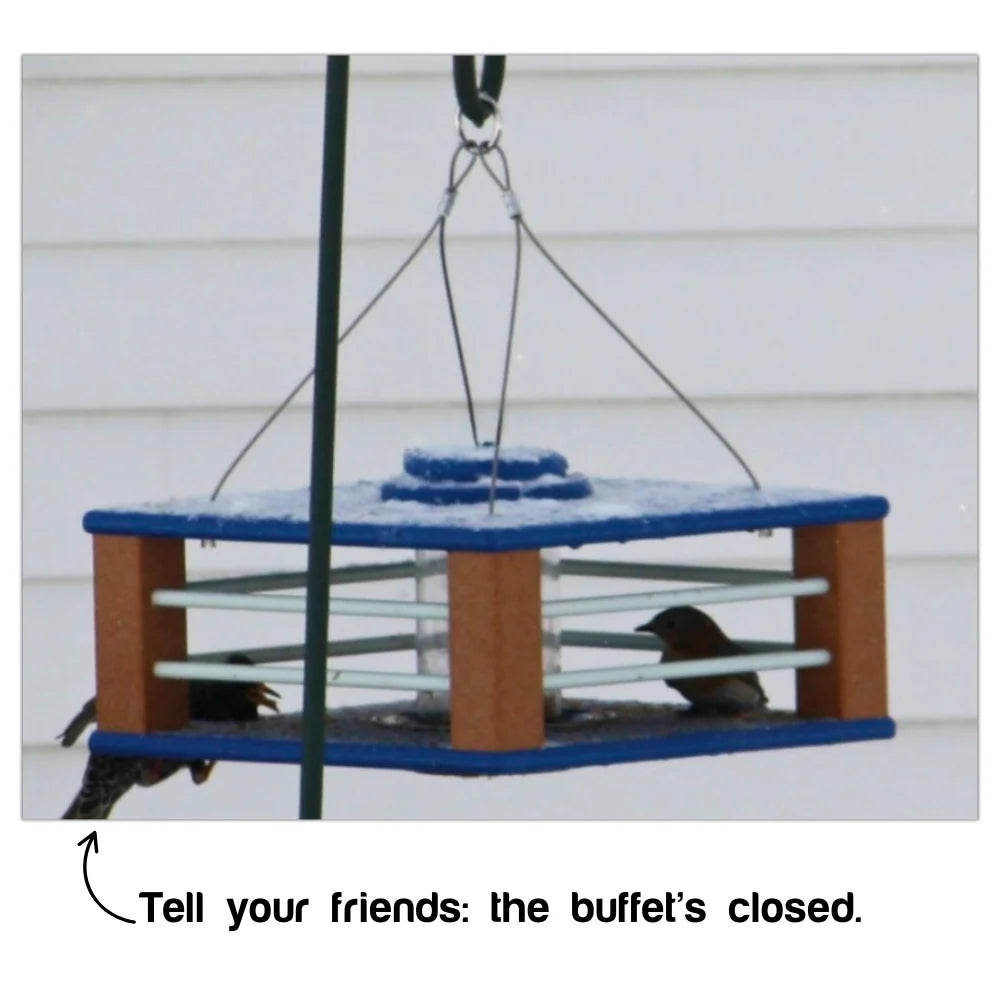 Eastern Bluebird Mealworm Feeder with a Clear Tube and 3.75–4 Cup Capacity for Backyard Feeding