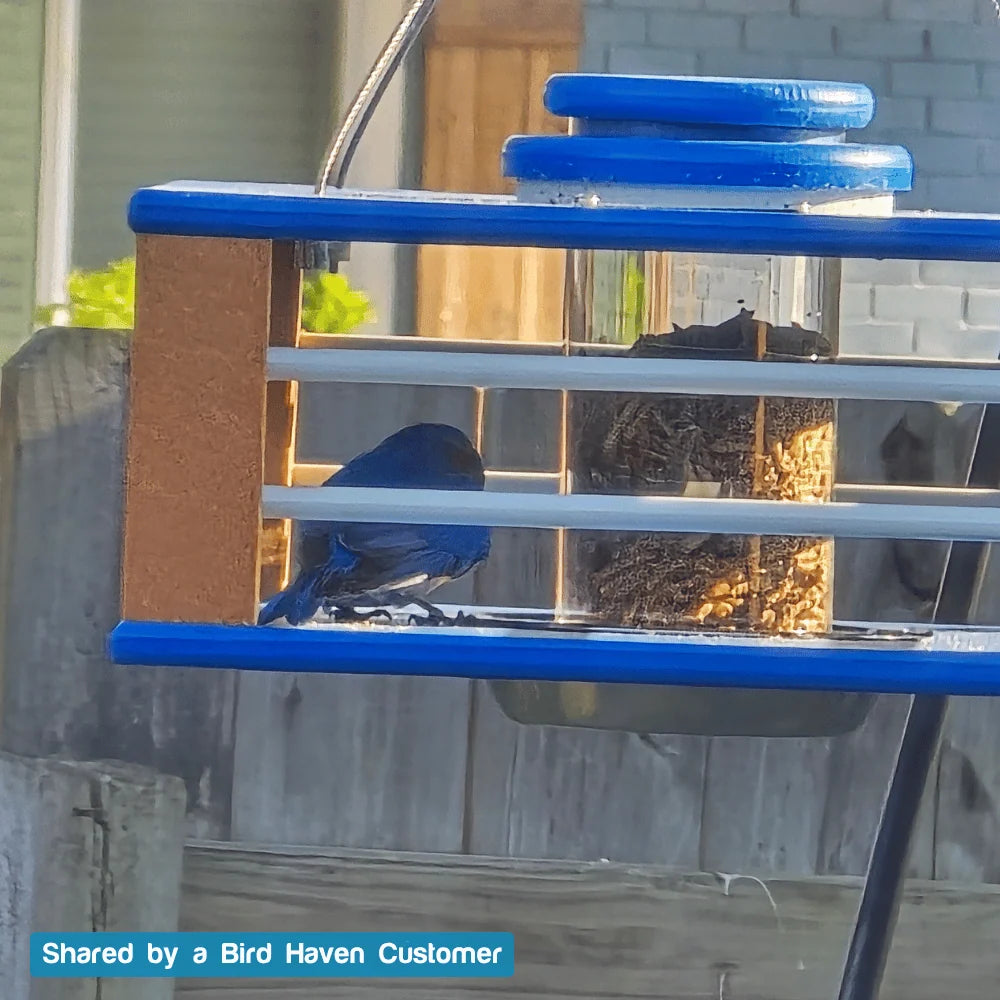 Eastern Bluebird Mealworm Feeder with a Clear Tube and 3.75–4 Cup Capacity for Backyard Feeding