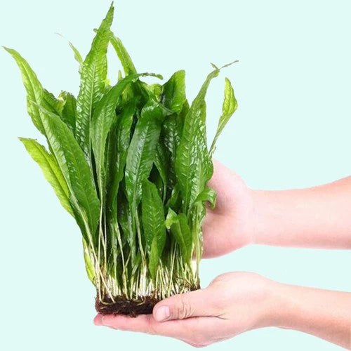 Easy-Care Java Fern Live Freshwater Aquarium Plant