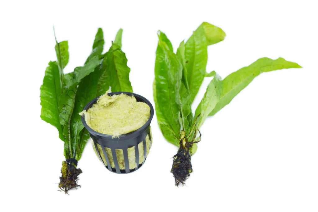 Easy-Care Java Fern Live Freshwater Aquarium Plant
