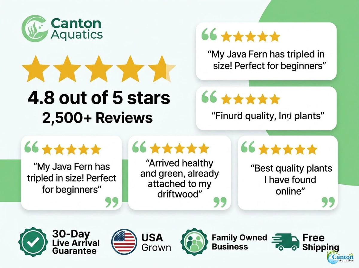 Easy-Care Java Fern Live Freshwater Aquarium Plant