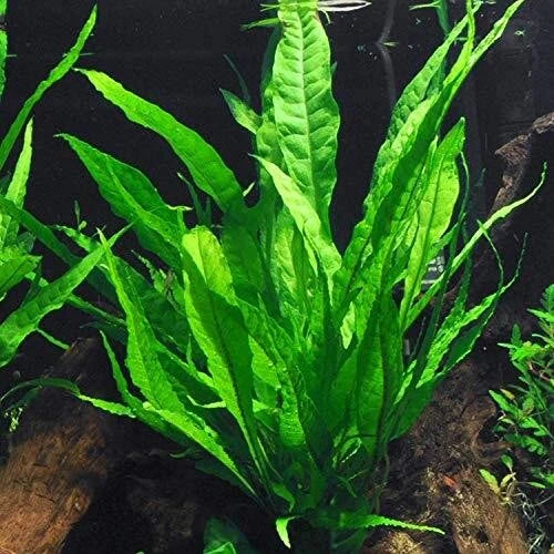 Easy-Care Java Fern Live Freshwater Aquarium Plant