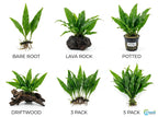 Easy-Care Java Fern Live Freshwater Aquarium Plant