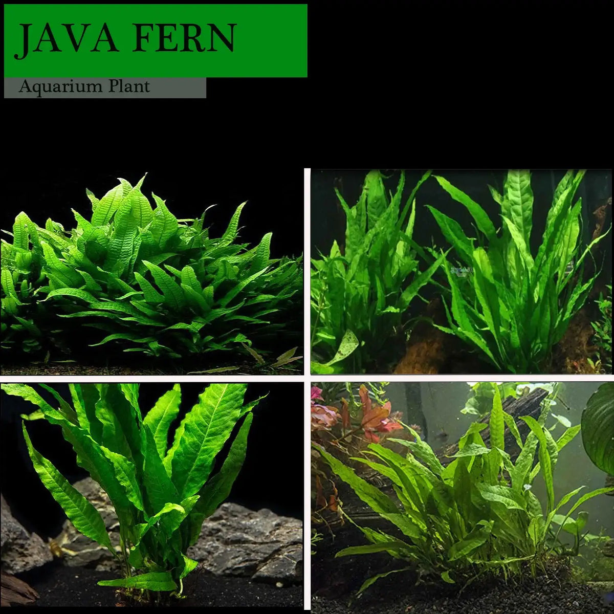 Easy-Care Java Fern Live Freshwater Aquarium Plant