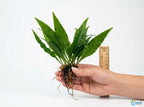Easy-Care Java Fern Live Freshwater Aquarium Plant