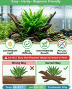 Easy-Care Java Fern Live Freshwater Aquarium Plant