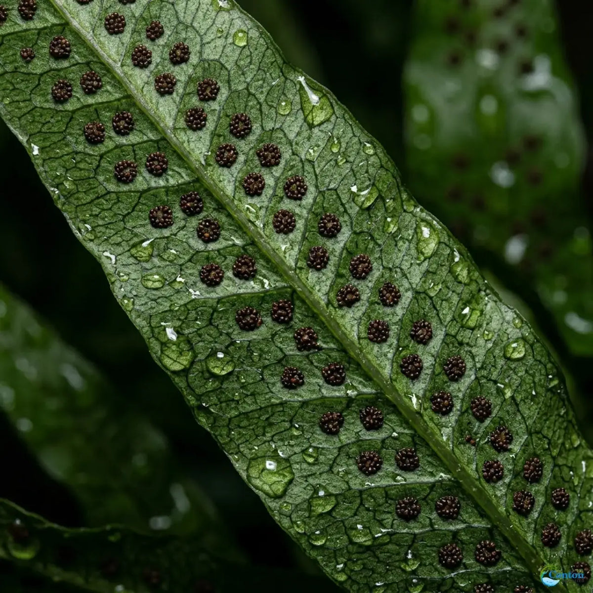 Easy-Care Java Fern Live Freshwater Aquarium Plant