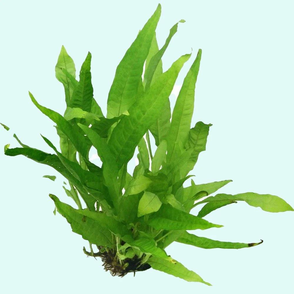 Easy-Care Java Fern Live Freshwater Aquarium Plant