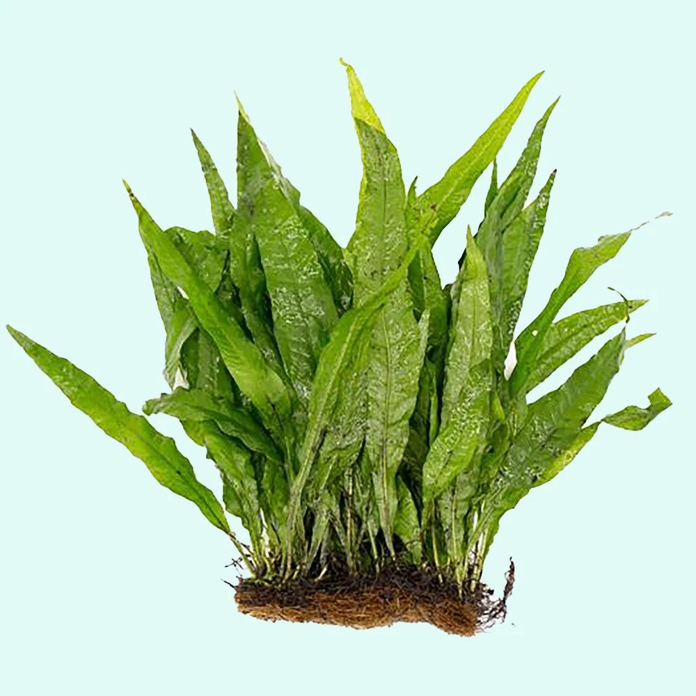 Easy-Care Java Fern Live Freshwater Aquarium Plant