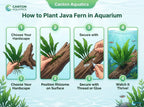 Easy-Care Java Fern Live Freshwater Aquarium Plant
