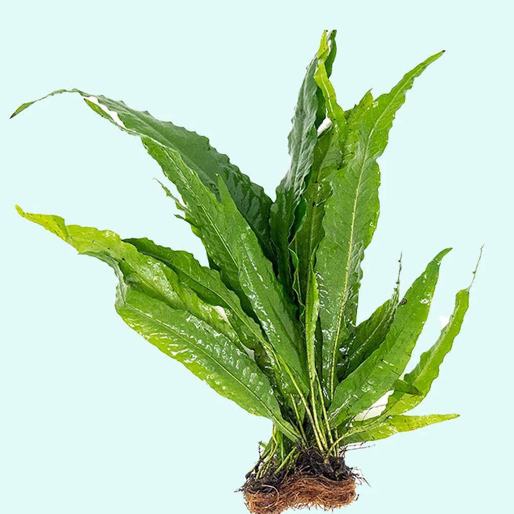 Easy-Care Java Fern Live Freshwater Aquarium Plant