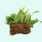 Easy-Care Java Fern Live Freshwater Aquarium Plant