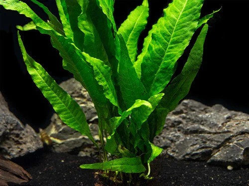 Easy-Care Java Fern Live Freshwater Aquarium Plant