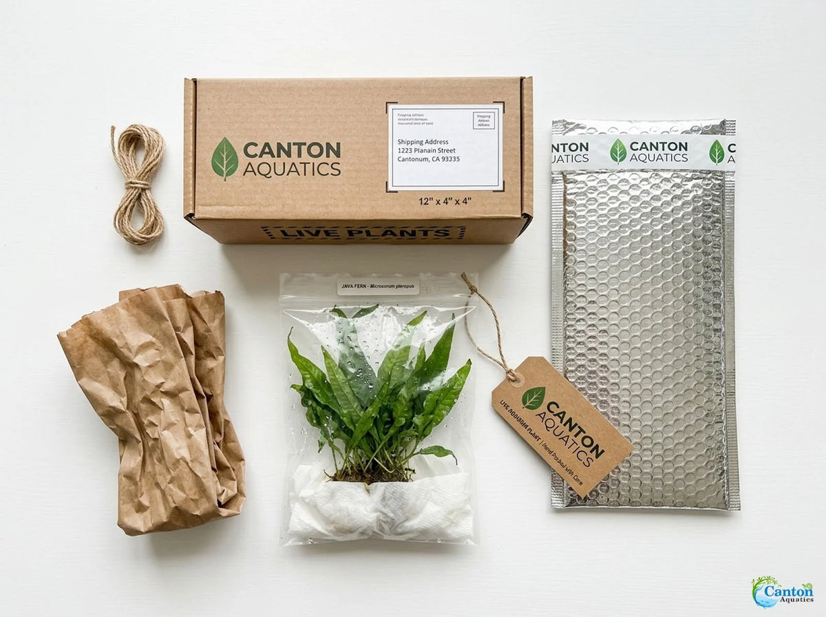 Easy-Care Java Fern Live Freshwater Aquarium Plant