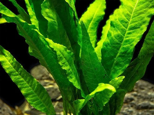 Easy-Care Java Fern Live Freshwater Aquarium Plant