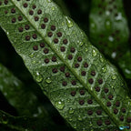 Easy-Care Java Fern Live Freshwater Aquarium Plant