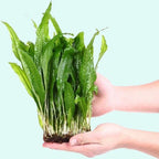 Easy-Care Java Fern Live Freshwater Aquarium Plant