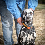 Electric Dog Fence System