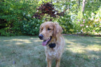 Electric Dog Fence System