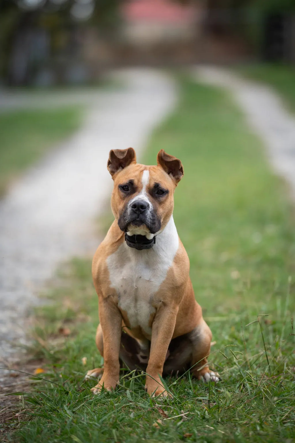 Electric Dog Fence System