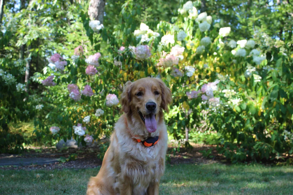 Electric Dog Fence System