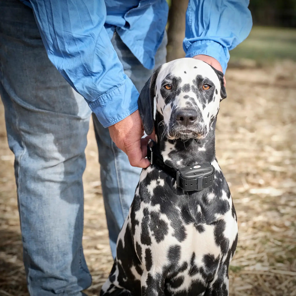 Electric Dog Fence System