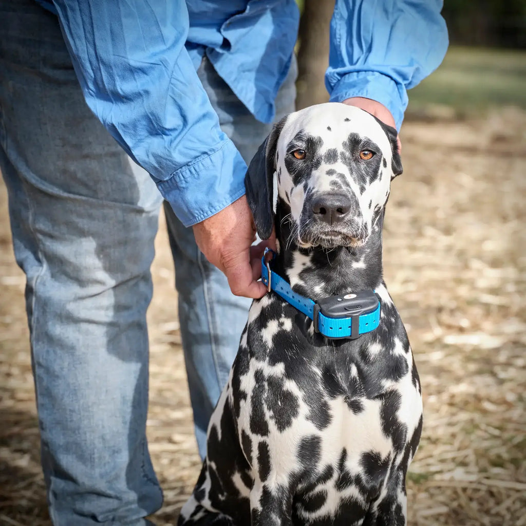 Electric Dog Fence System