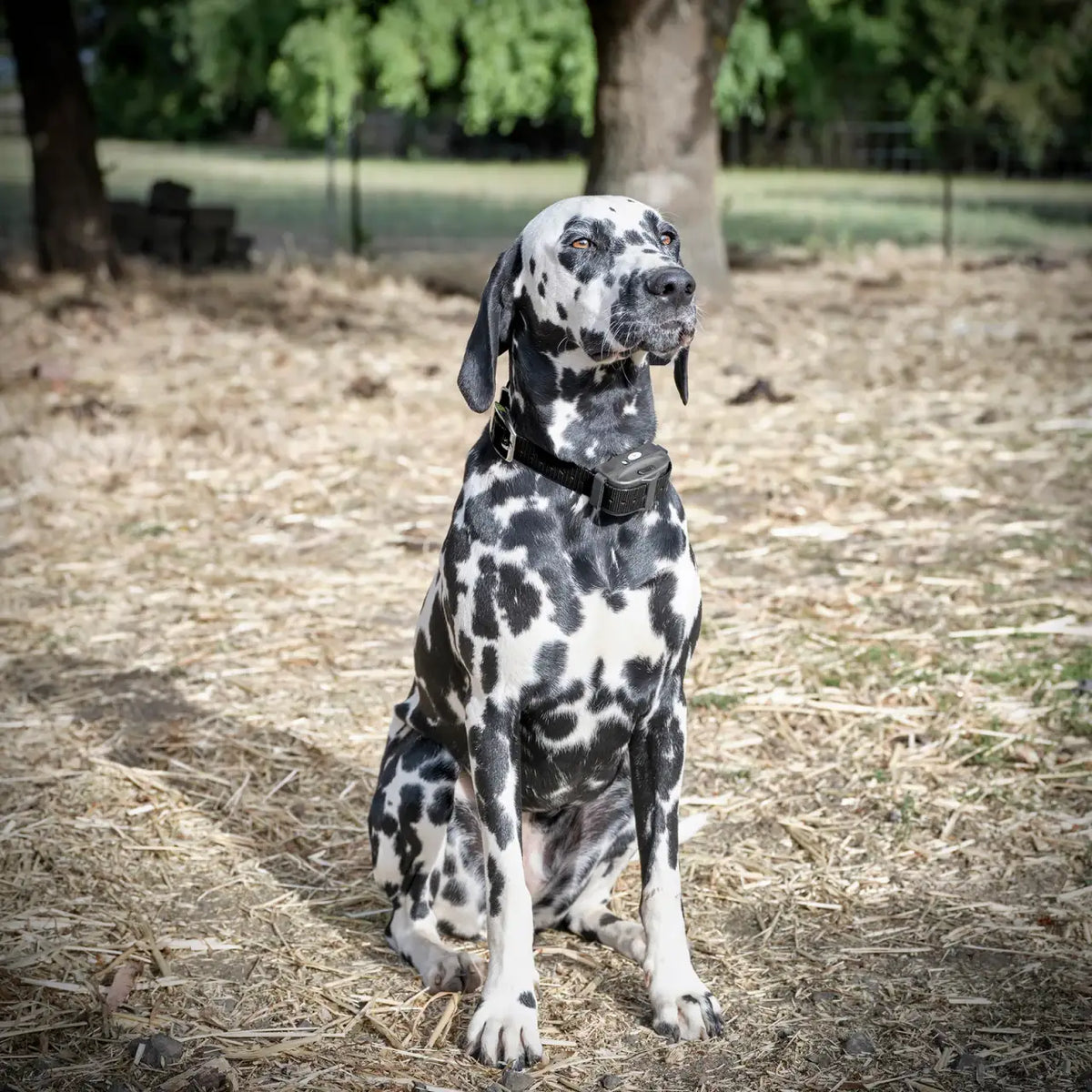 Electric Dog Fence System