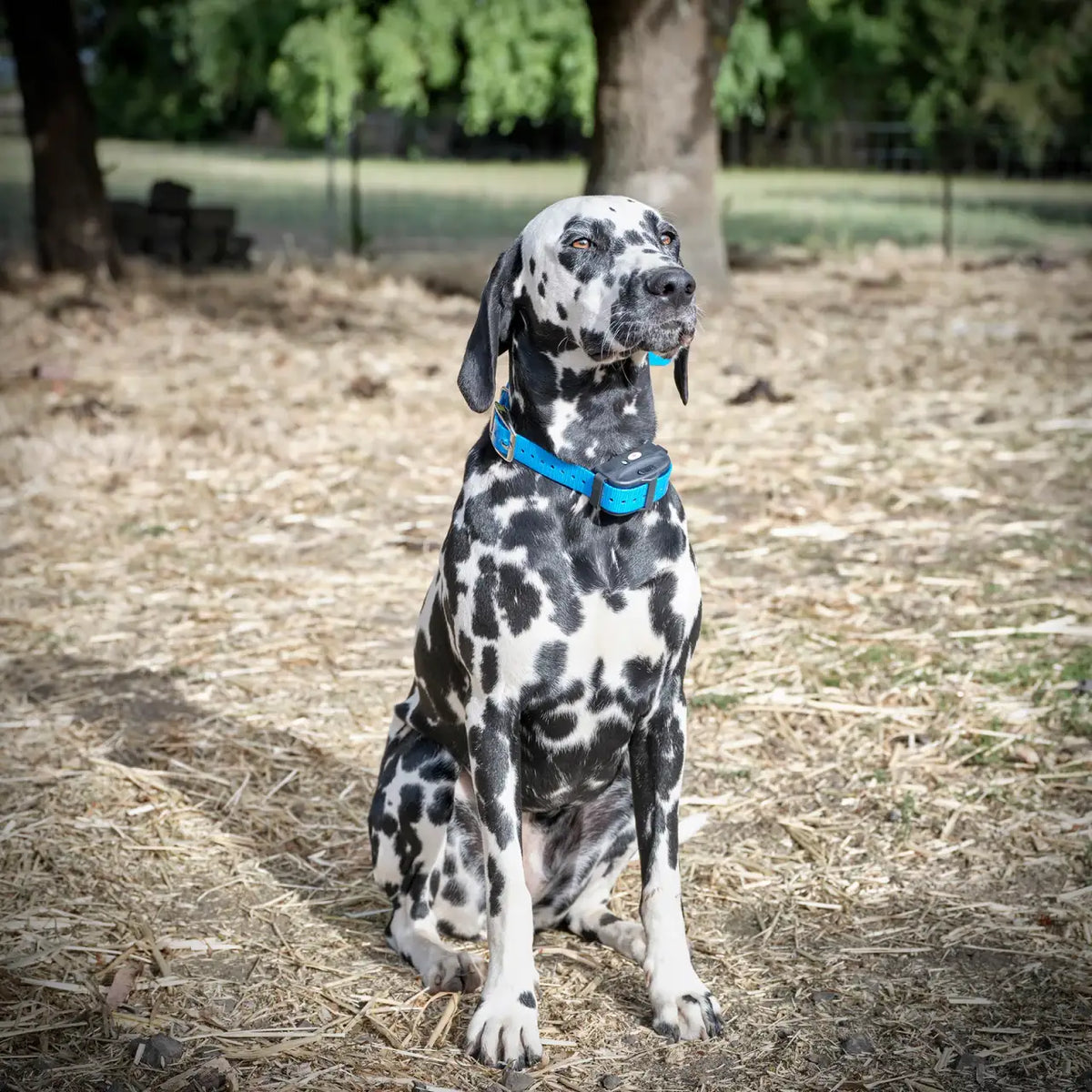 Electric Dog Fence System