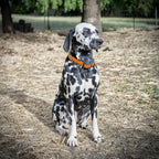 Electric Dog Fence System