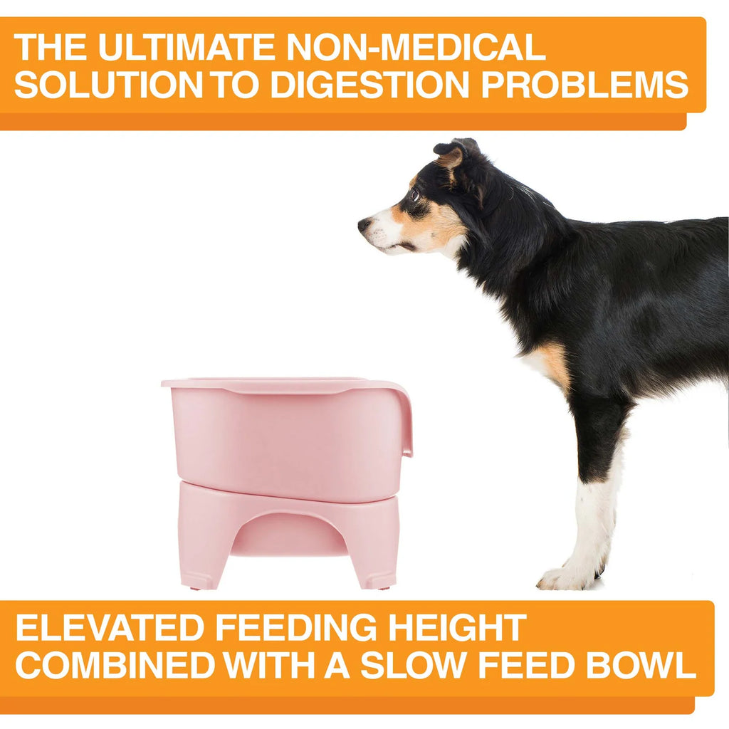 Elevated Dog Feeding Station