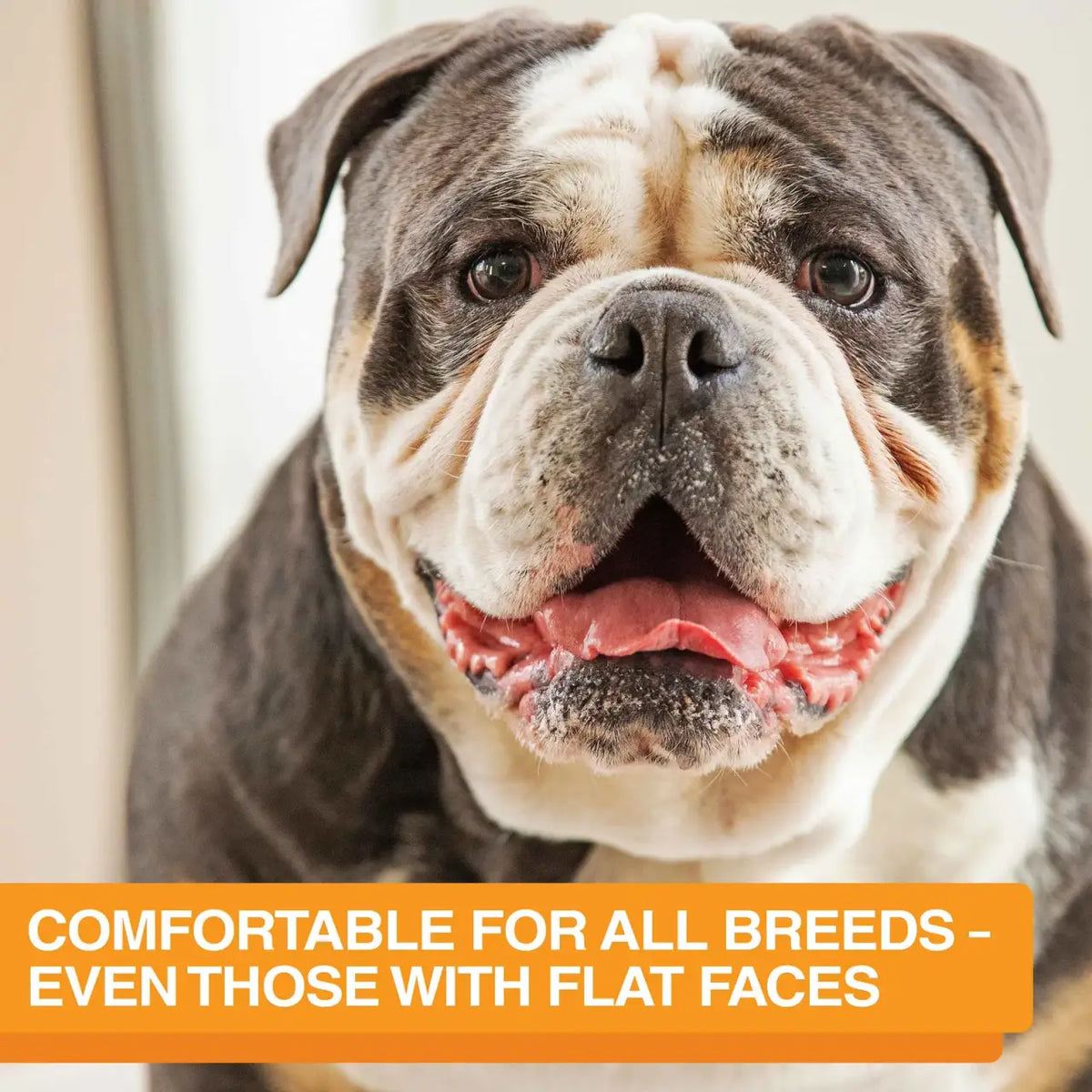 Elevated Slow Feeder Dog Bowl Set with Nine-Peak Insert, Splash Guards and Optional Leg Extensions