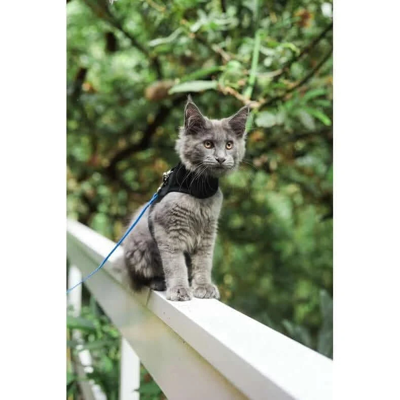Escape-Proof Cat Harness in Black with Six Size for Secure, Comfortable Outdoor Walks · Escape-proof cat harness design