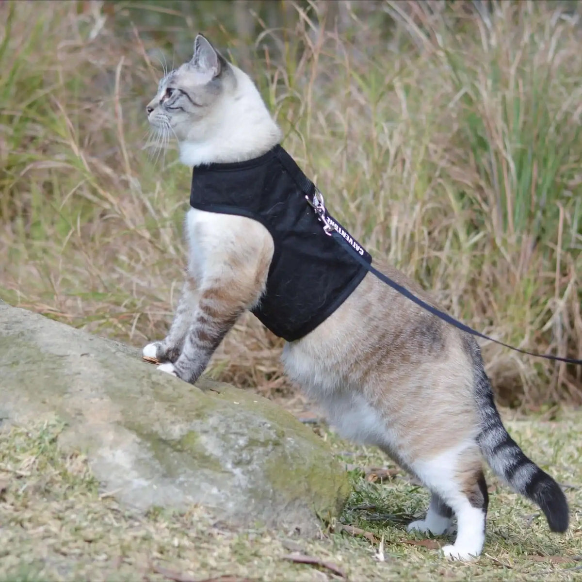 Escape-Proof Cat Harness in Black with Six Size for Secure, Comfortable Outdoor Walks · Escape-proof cat harness design