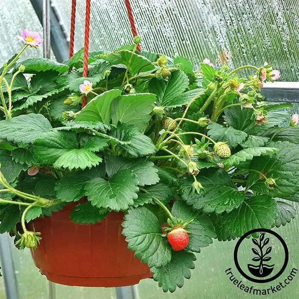 Everbearing Strawberry Seeds
