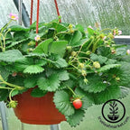 Everbearing Strawberry Seeds