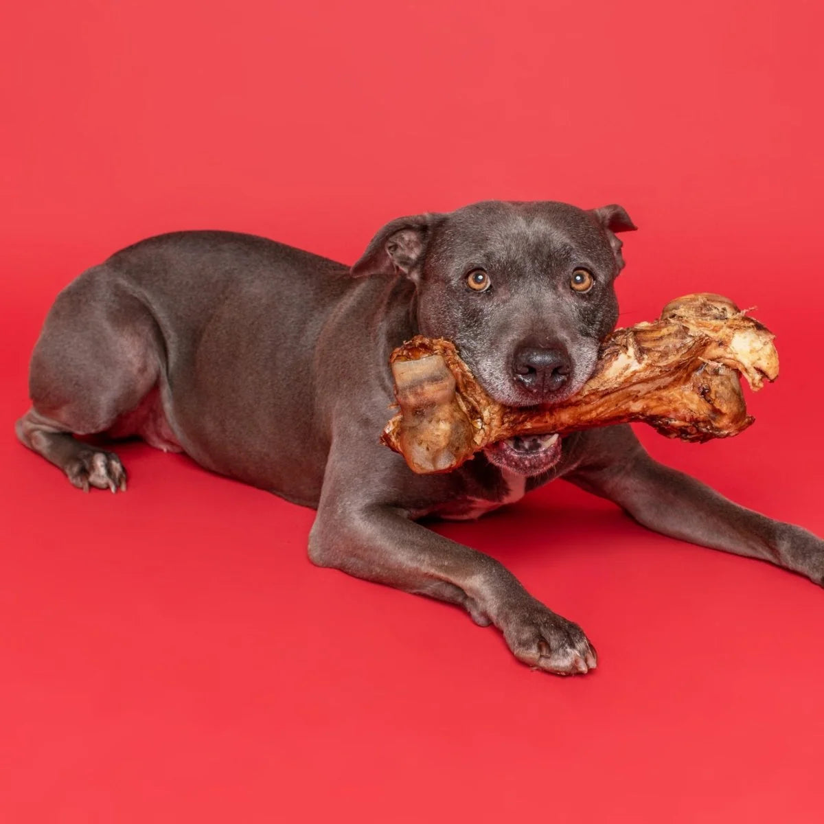 Femur Bone Dog Chew
