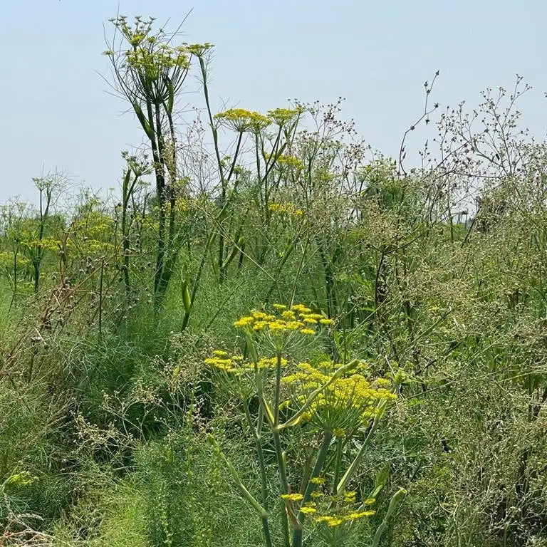 Fennel Seed from Rajasthan, India — Sweet, Grassy Lucknow Variety