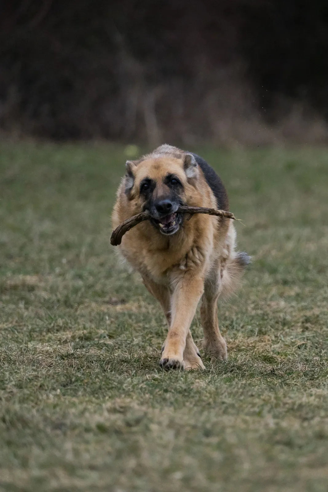 Gluten and Wheat Free Dog Joint Supplement Porridge