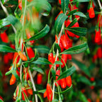 Goji Berry Plant