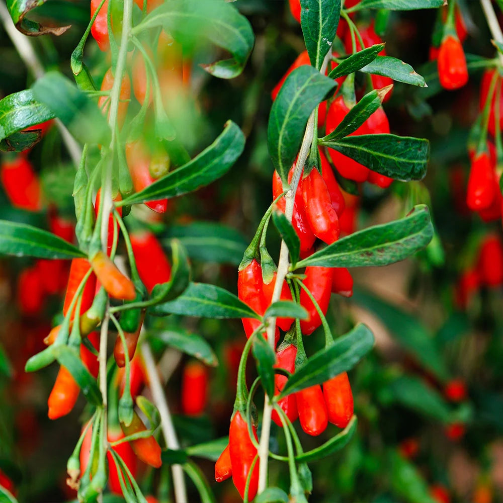 Goji Berry Plant