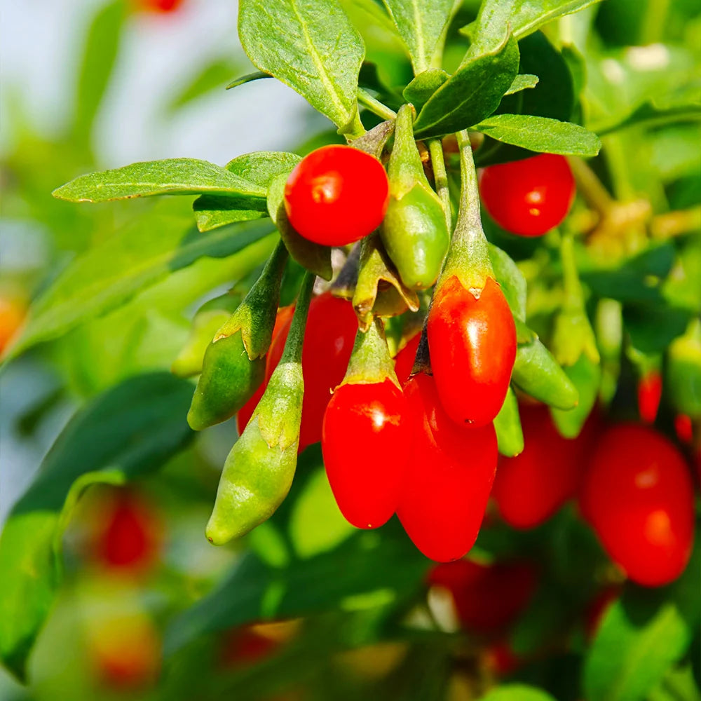 Goji Berry Plant
