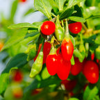 Goji Berry Plant