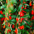 Goji Berry Plant