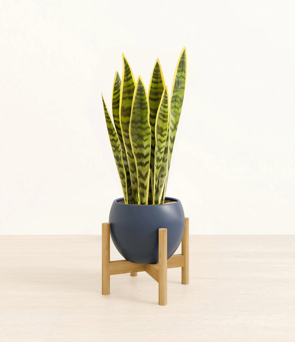 Golden Snake Plant
